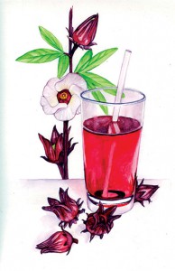 roselle-tea-herb