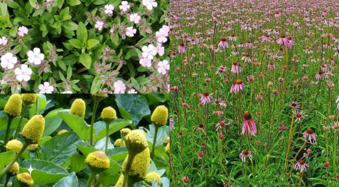 不同寻常的药材:外皮草，皂草，紫锥菊