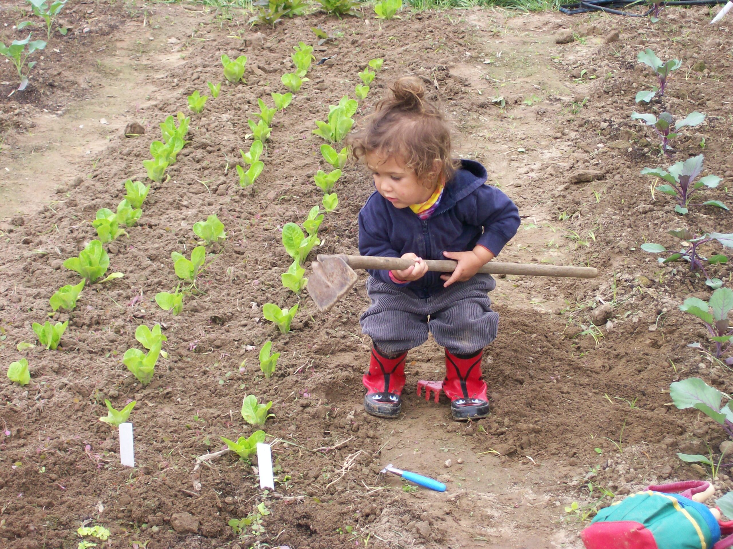 孩子拿着锄头在一排排生菜和卷心菜幼苗之间