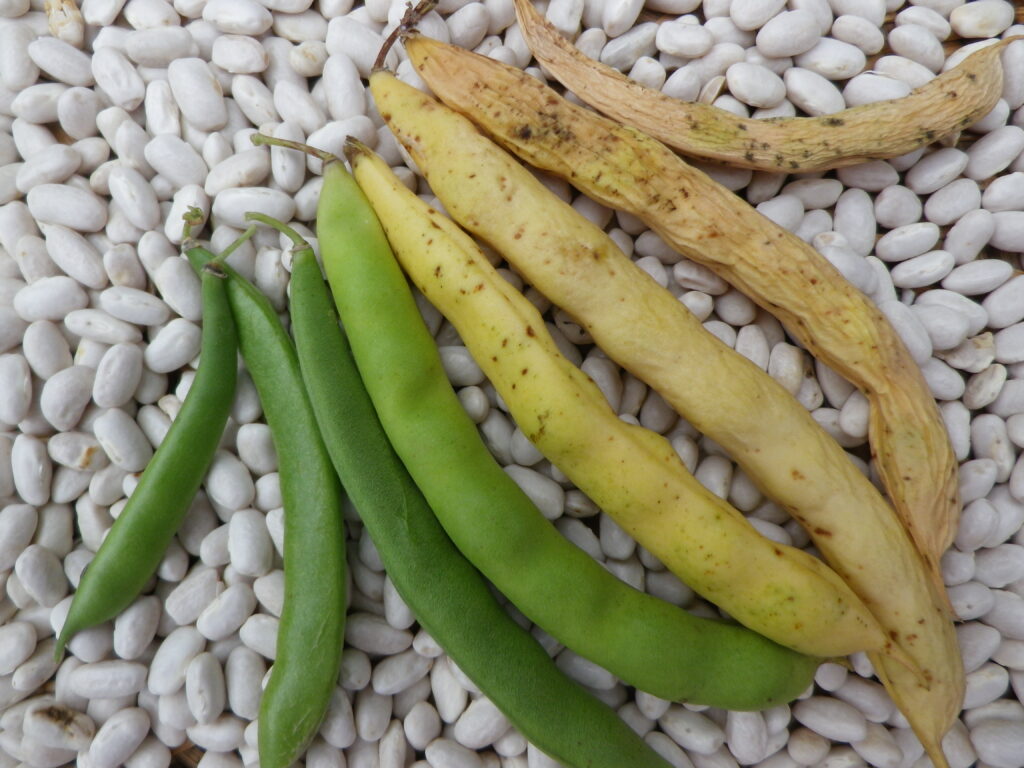 普通豆在一系列的成熟阶段