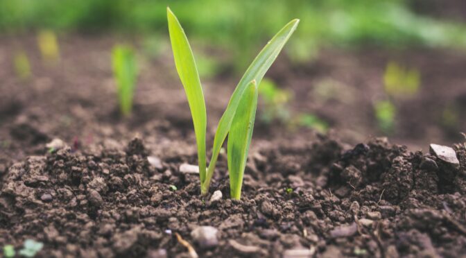 玉米幼苗土壤(土壤测试)