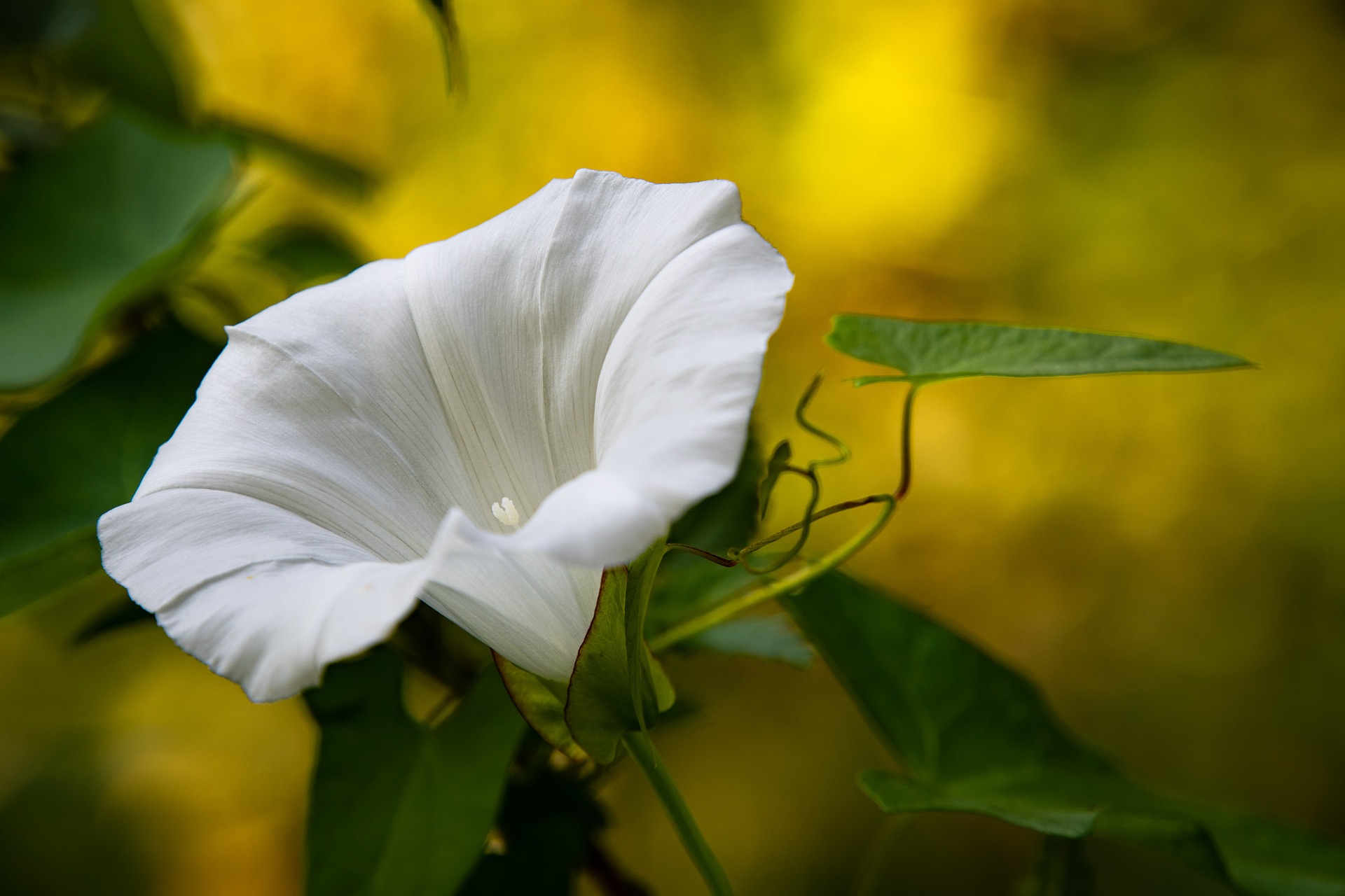 白色旋花类的花(有机杂草管理)
