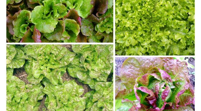 选择正确的为你的花园生菜类型必威精装版官网app